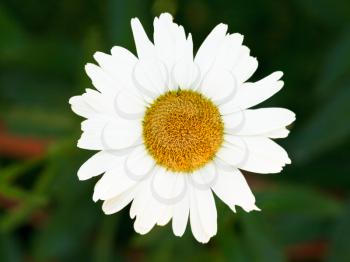 decorative fresh Ox-eye daisy bloom close up