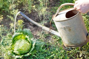 hand with handshower watering cabbage in garden in summer day
