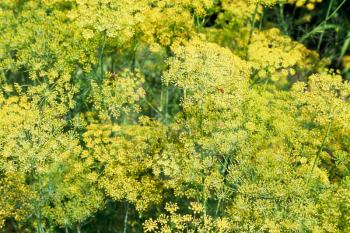 natural background from flowering dill herbs in garden