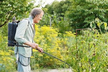 old man spraying of pesticide on country garden in summer