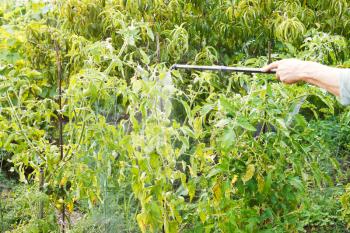 spraying of pesticide on country garden in summer