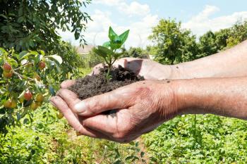 farmer handful of soil with green sprout in garden background