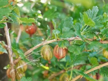 ripe gooseberry berries close up in green leaves in garden in summer day