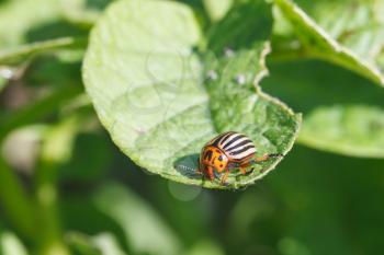 ten-lined potato beetle eats potatoes leaves in garden