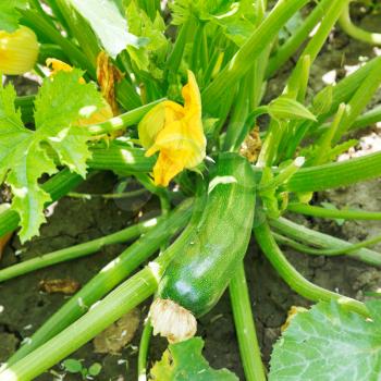 green zucchini in garden in summer day