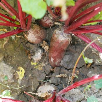 red beet in ground on garden in summer day