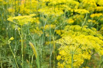 yellow blooming dill herbs in garden in summer day