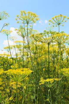 bottom view of flowering dill herbs in garden with blue sky background
