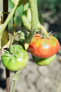 few tomato on bush in garden in summer day