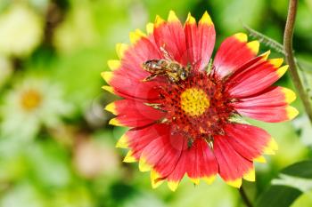 bee collects blossom dust from gaillardia flower in summer day