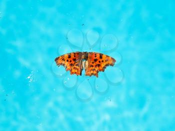 dead insects and butterfly on surface of water in outdoor pool