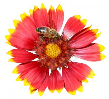 gaillardia flower with honey bee isolated on white background