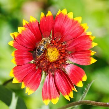bee sips blossom nectar from gaillardia flower in summer day