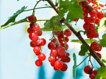 ripe red currant berries close up in garden in summer day