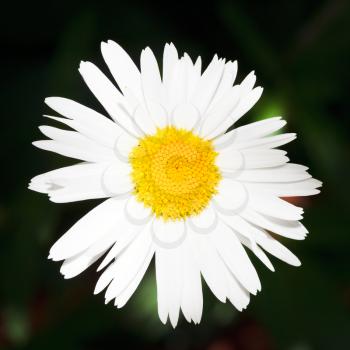 decorative fresh Ox-eye daisy flower close up