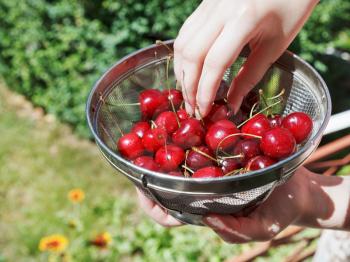 woman eats ripe red sweet cherries outdoors