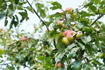 ripe apples on tree branches in fruit orchard