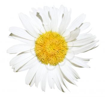 decorative Ox-eye daisy flower close up isolated on white background