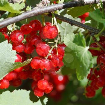 many red currant berries close up in green bush in garden in summer day