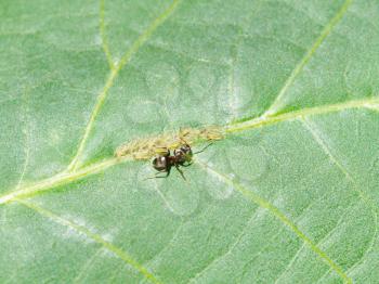 ant tending aphids group on leaf of walnut tree close up