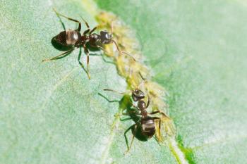 two ants tending aphids group on leaf of walnut tree close up