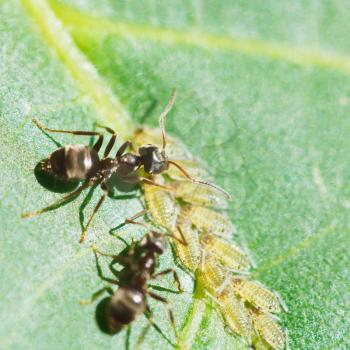 two ants grazing aphids group on leaf of walnut tree close up