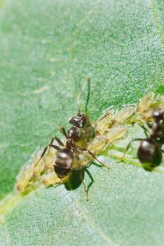 two ants pasture aphids group on leaf of walnut tree close up
