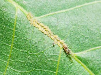 aphids group on leaf of walnut tree close up
