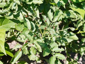 many colorado potato beetle larva on potato bushes in garden