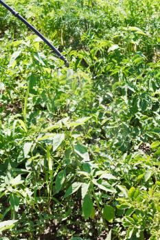 spraying of insecticide on potato plantation in garden in summer