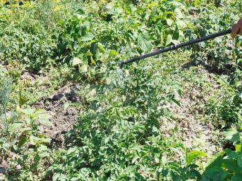 spraying of herbicide on potato plantation in garden in summer