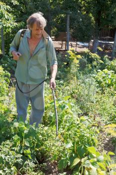farmer sprays pesticide on potato plantation in garden in summer