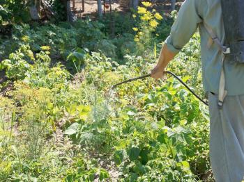 worker sprays pesticide on potato plantation in garden in summer