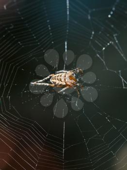 European garden spider on spiderweb close up outdoors