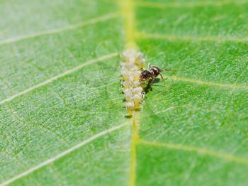 ant extracting honeydew from aphids herd on leaf of walnut tree close up