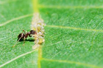 ant collects honeydew from aphids herd on leaf of walnut tree close up