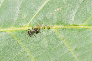 ant tending few aphids on leaf of walnut tree close up