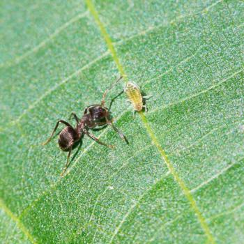 ant tending one aphid on leaf of walnut tree close up