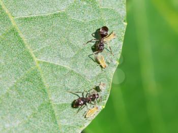 two ants tending few aphids on leaf of walnut tree close up