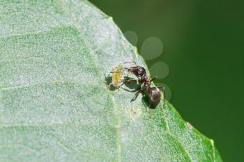 ant grazing one aphid on leaf of walnut tree close up
