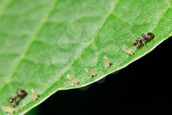 two ants grazing few aphids on leaf of walnut tree close up