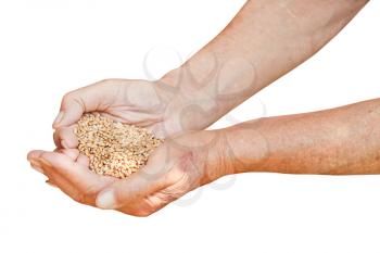 male hands hold handful with wheat grains isolated on white background