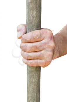 peasant hand holds old wooden stalk isolated on white background