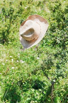 cowboy hat hanging on thorn bush in summer day