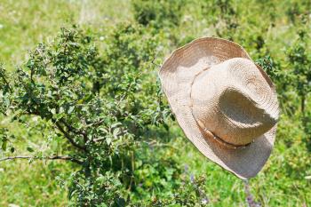 cowboy hat hangs on thorn bush in sunny day