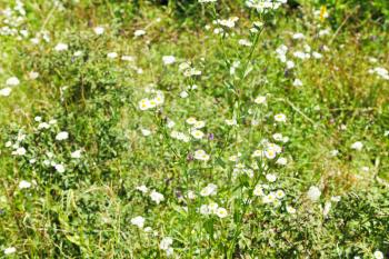 Matricaria flowers on meadow in sunny summer day