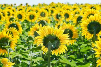 sunflower field in Caucasus region in summer day