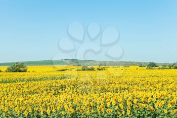 yelow sunflower plantation in hill of the Caucasus mountains