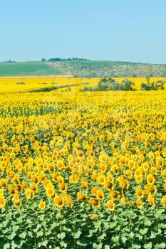 sunflower field in hills of the Caucasus in summer day