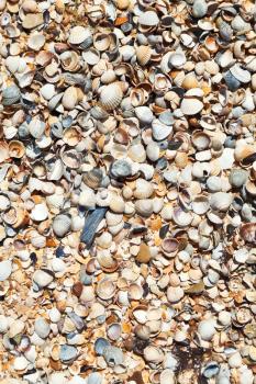 sand and seashelsa - texture of beach of of Sea of Azov close up in resort village Golubickaya, Taman Peninsula, Russia